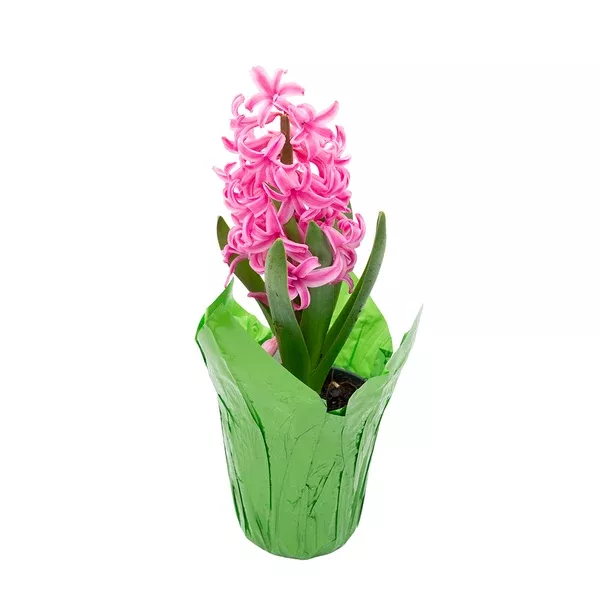 Potted Bulbs Hyacinth 4"