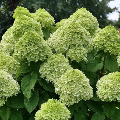 Powerball™ Panicle Hydrangea