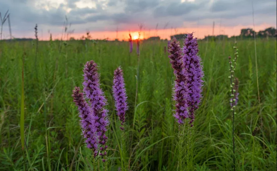 Prairie Blazing Star