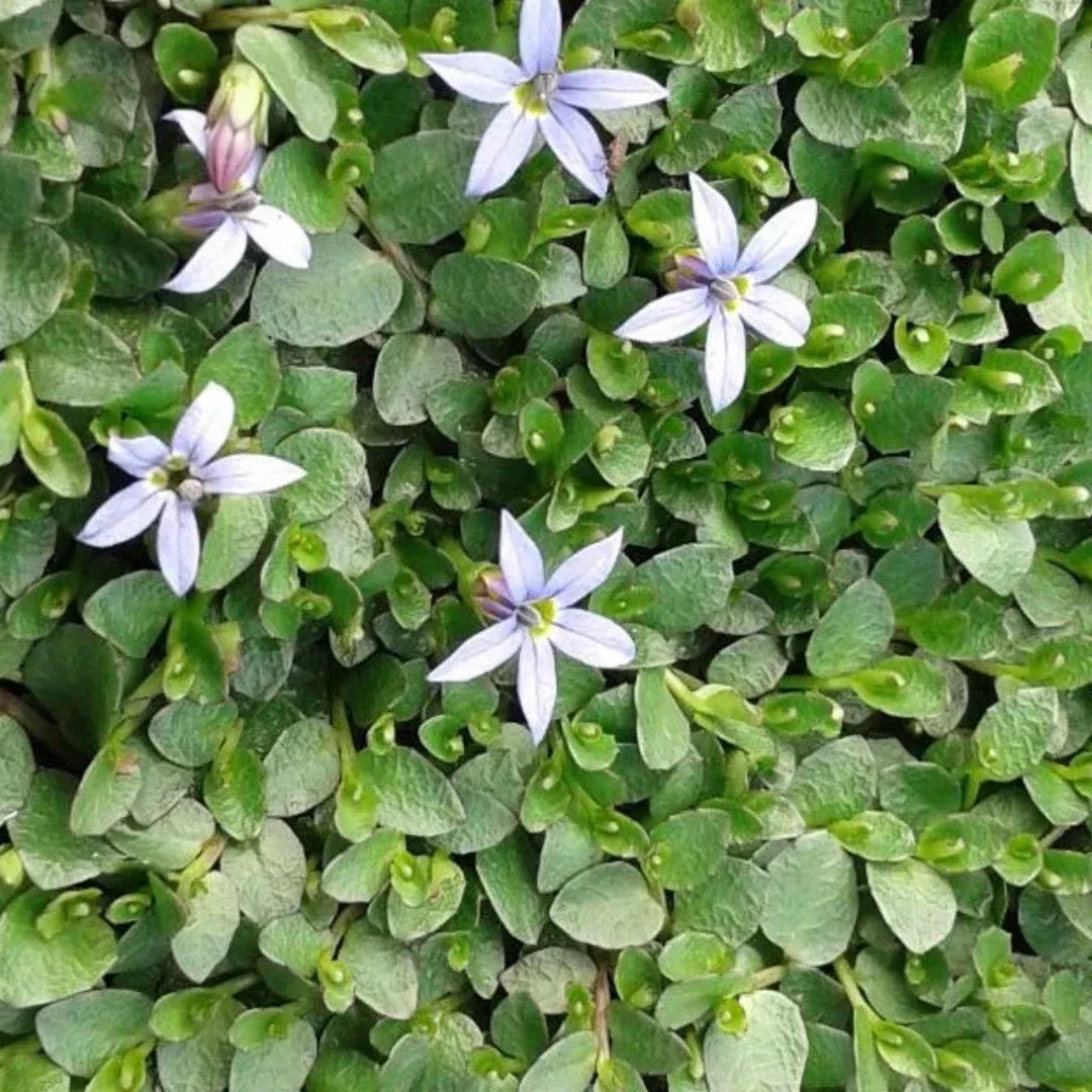 Pratia pedunculata 'County Park' -[EG]