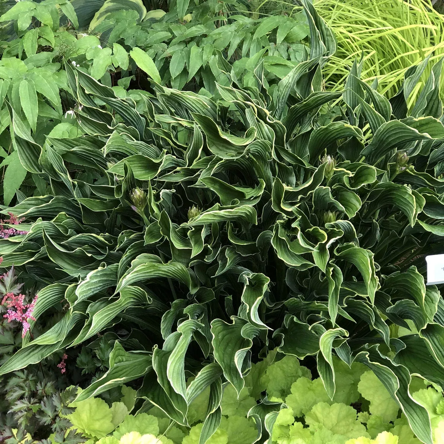 'Praying Hands' Hosta