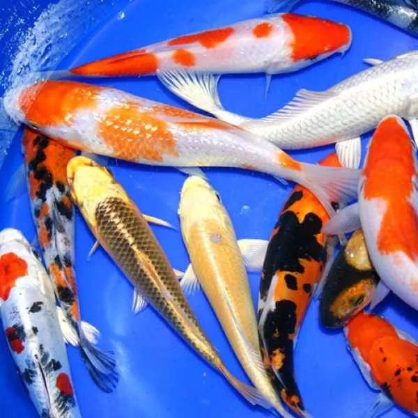 Premium Grade Koi 8-10 inches