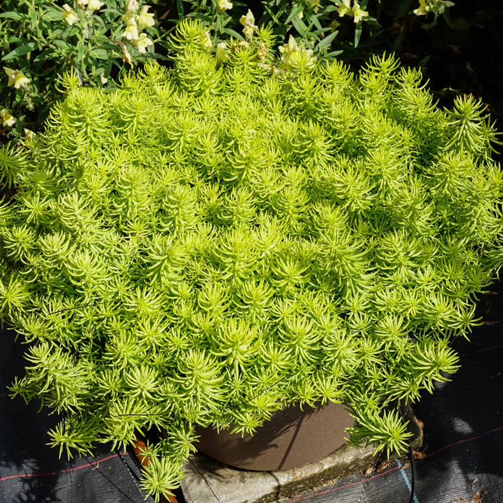 'Prima Angelina' Stonecrop (Sedum)