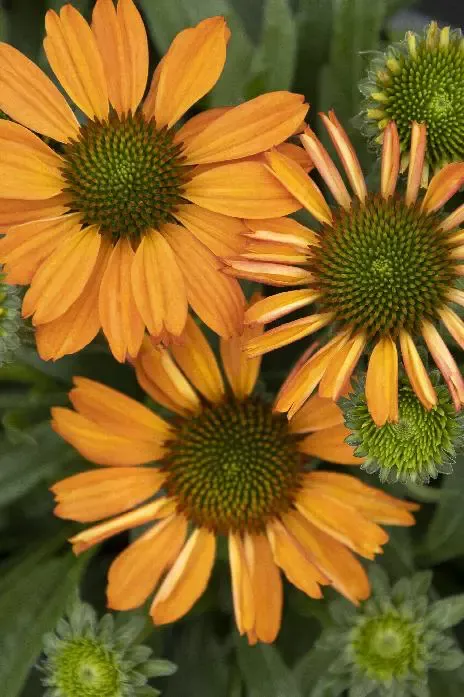 Prima Saffron Coneflower