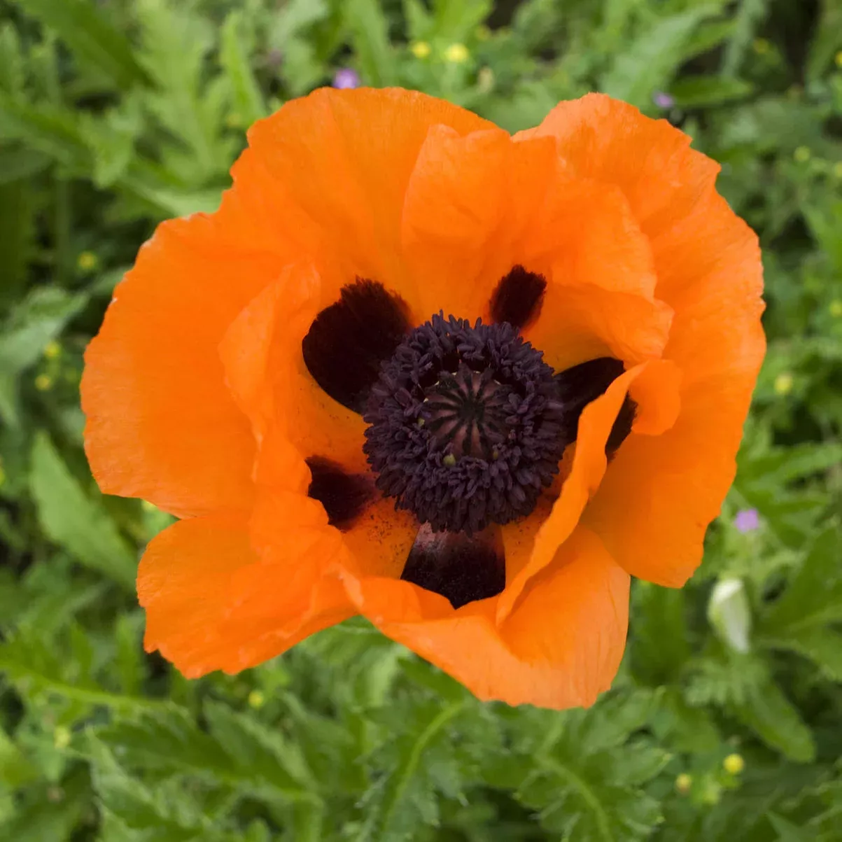'Prince of Orange' Oriental Poppy (Papaver)