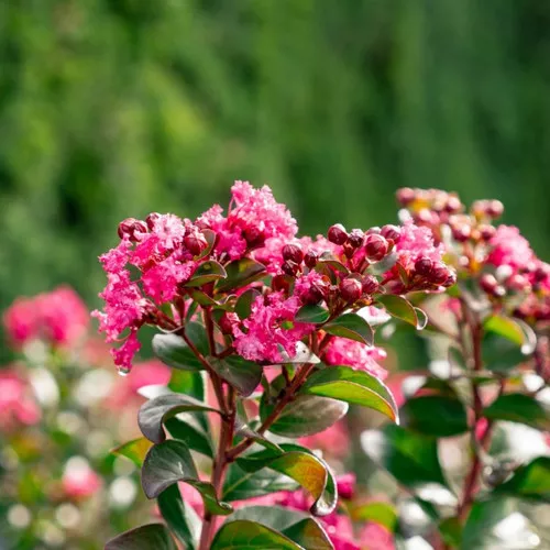 Princess Holly Ann™ Crapemyrtle
