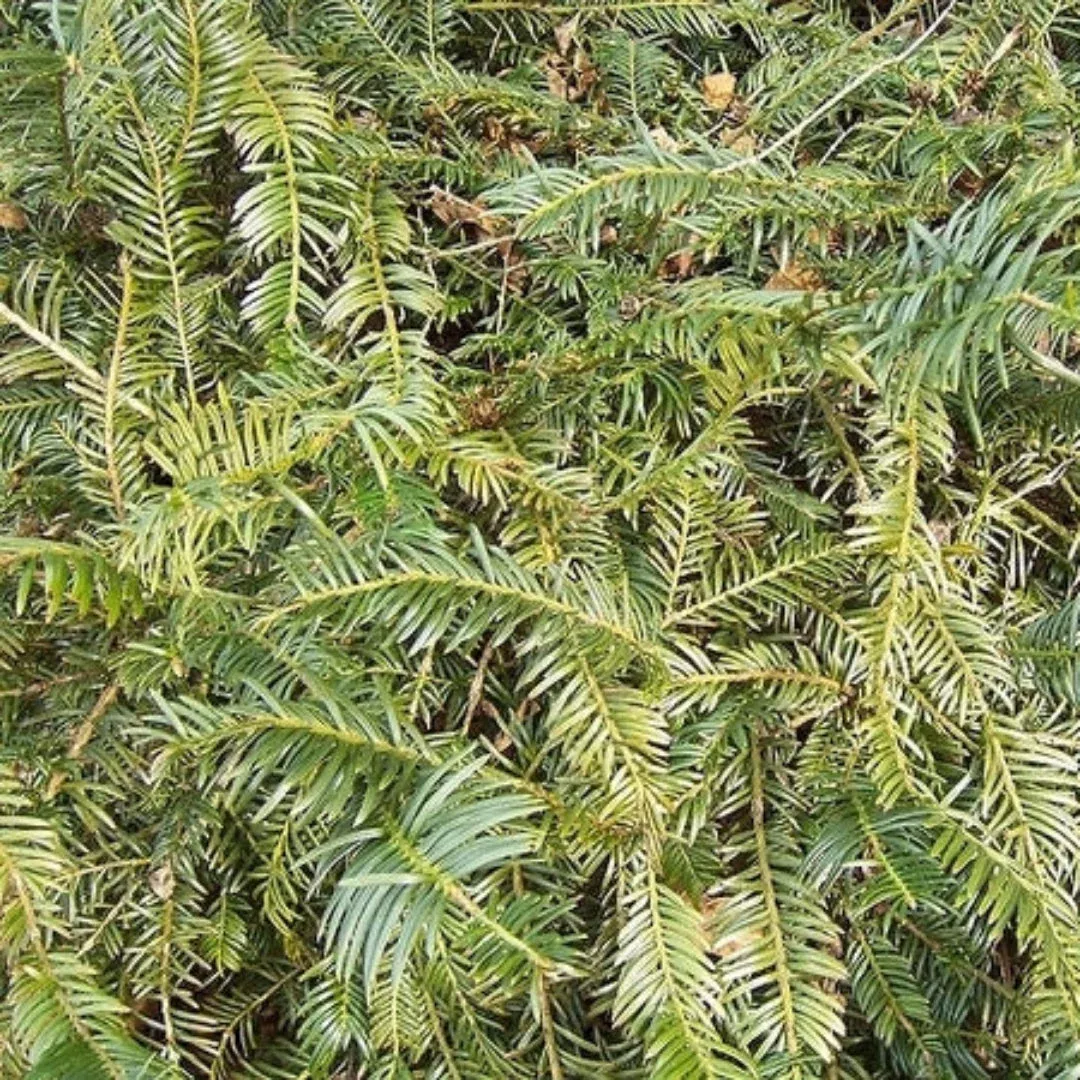 Prostrata Plum Yew – Wide-Spreading Dwarf E | Pixies Gardens
