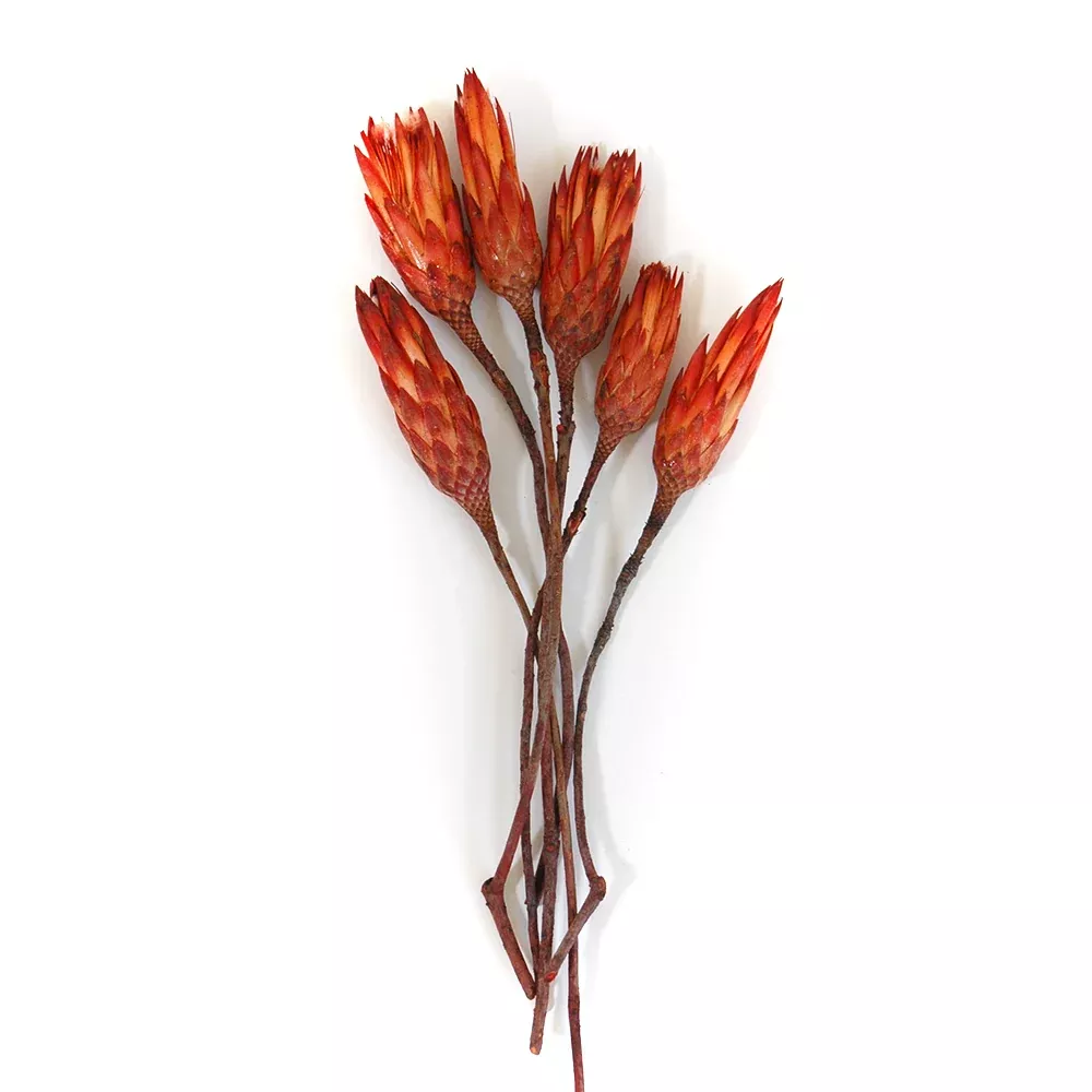 Protea Flower