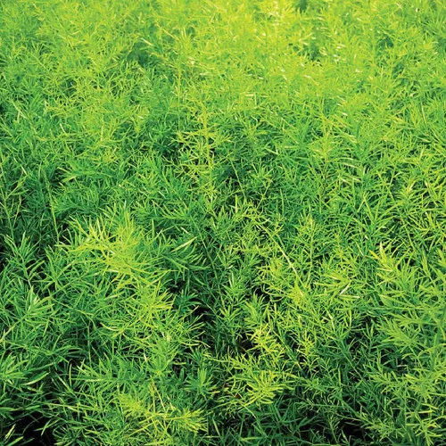 Proven Accents Asparagus Fern