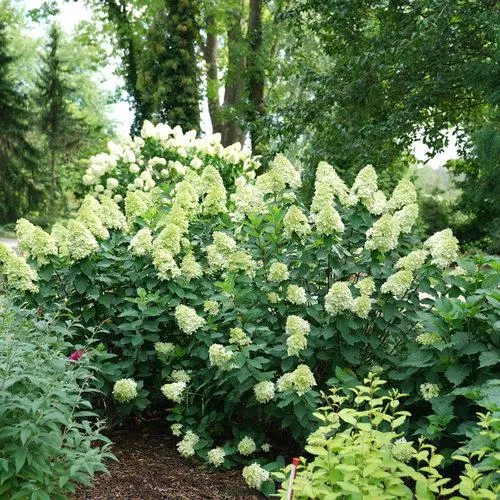 Proven Winners Limelight Prime Hydrangea
