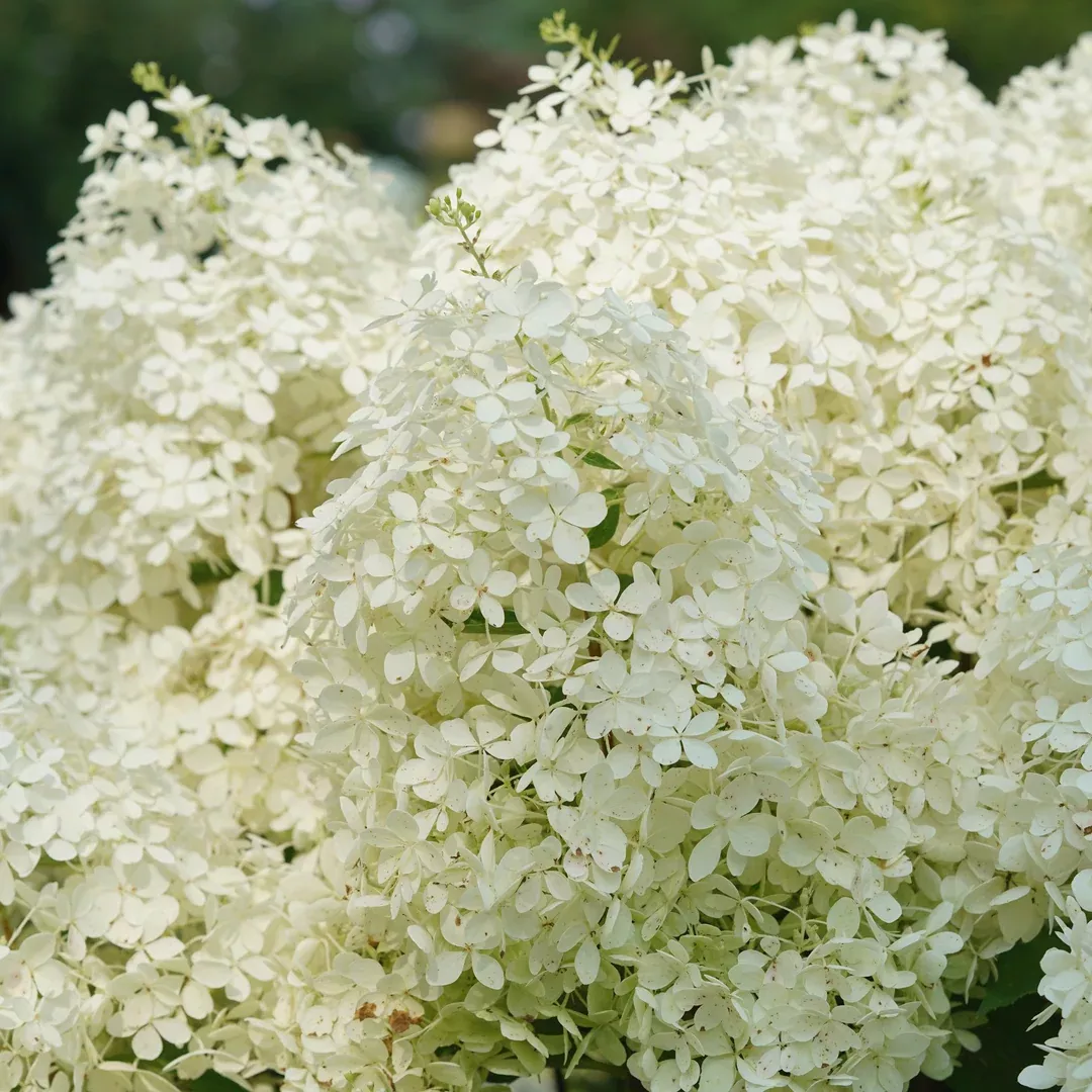 Puffer Fish Panicle Hydrangea