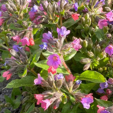 Pulmonaria 'Diana Clare'