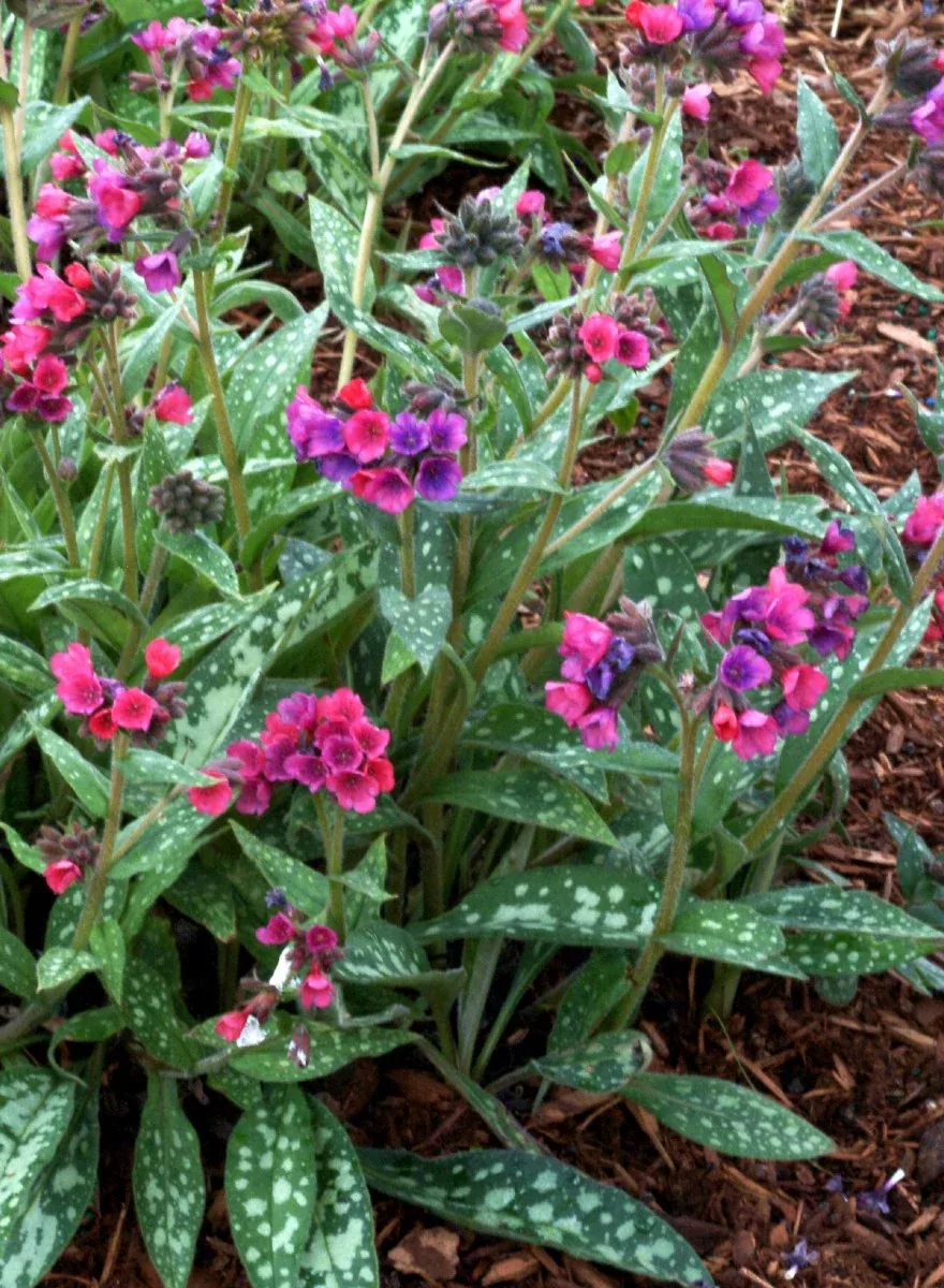 Pulmonaria longifolia 'Raspberry Splash'