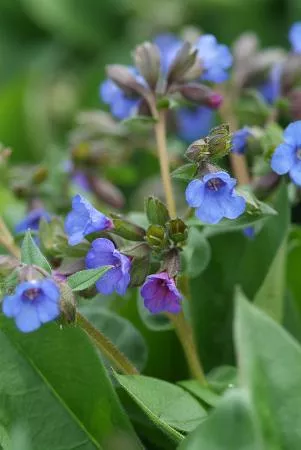 Pulmonaria x 'Blue Ensign' (Lungwort)