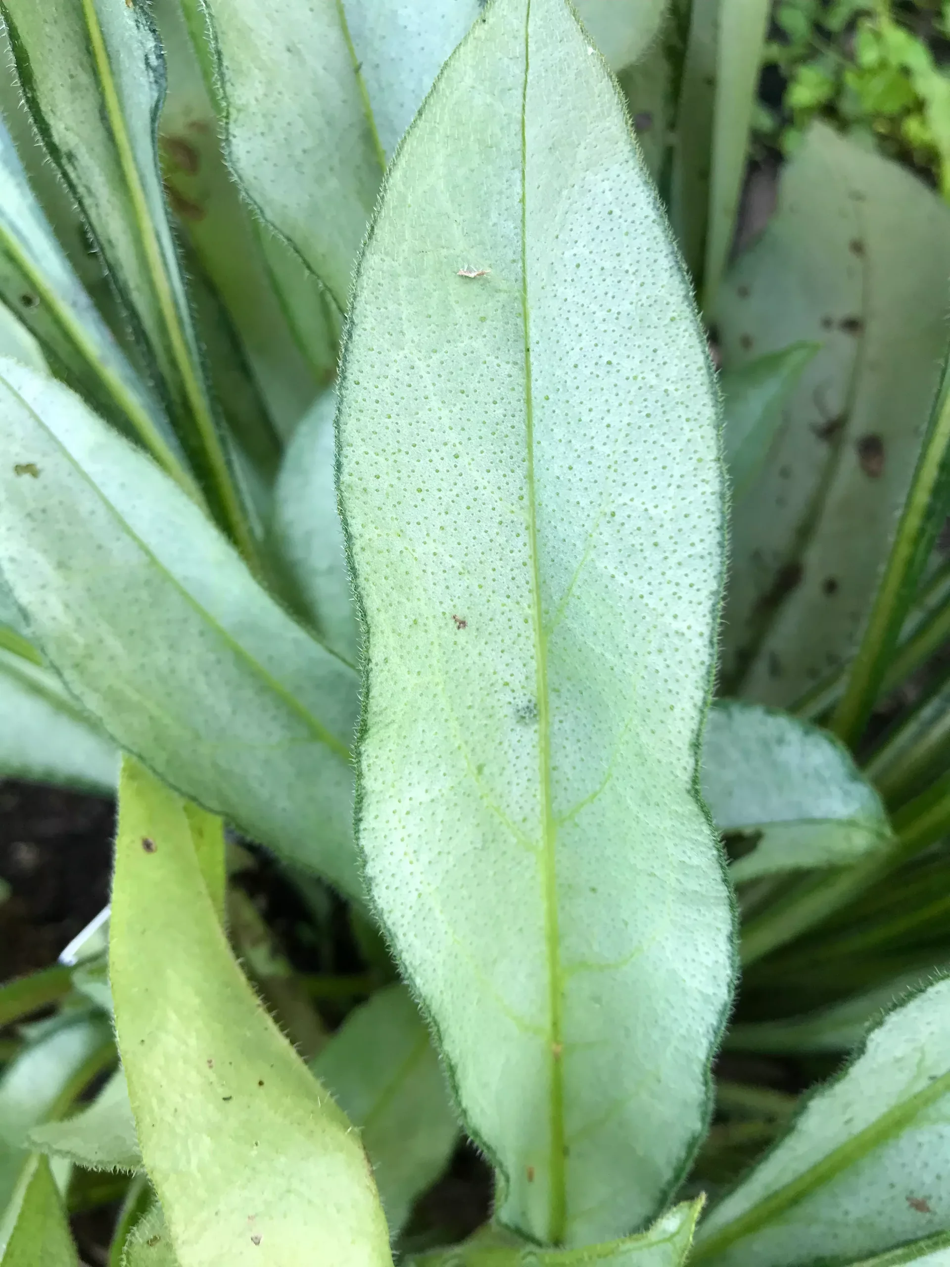 Pulmonaria x 'Samurai'