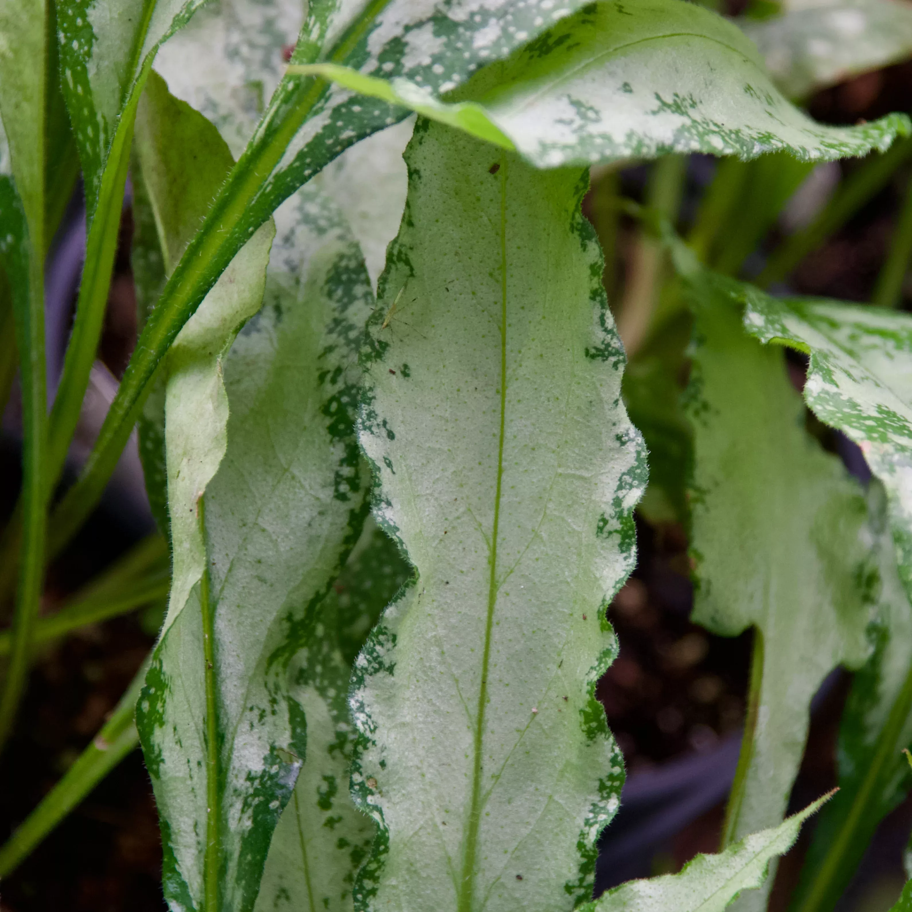 Pulmonaria x'Silver Bouquet' (Lungwort)