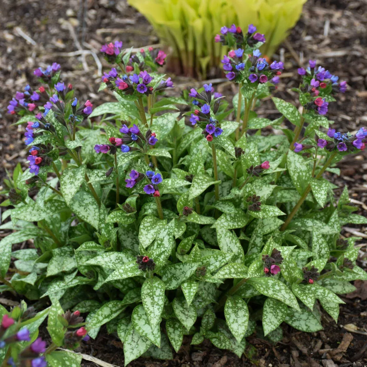 Pulmonaria x 'Spot On'