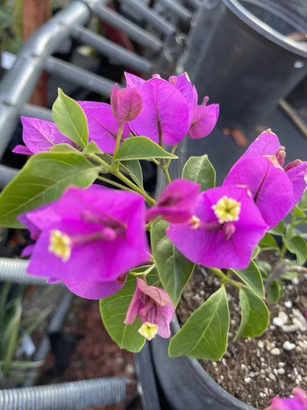 Purple Bougainvillea Live Plant – 20 inch Tall Bush Shrub Vine, Outdoor