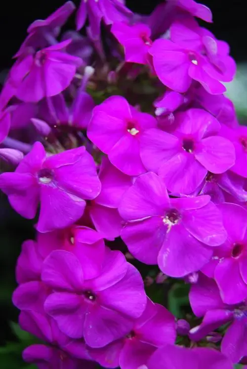 Purple Flame Dwarf Garden Phlox