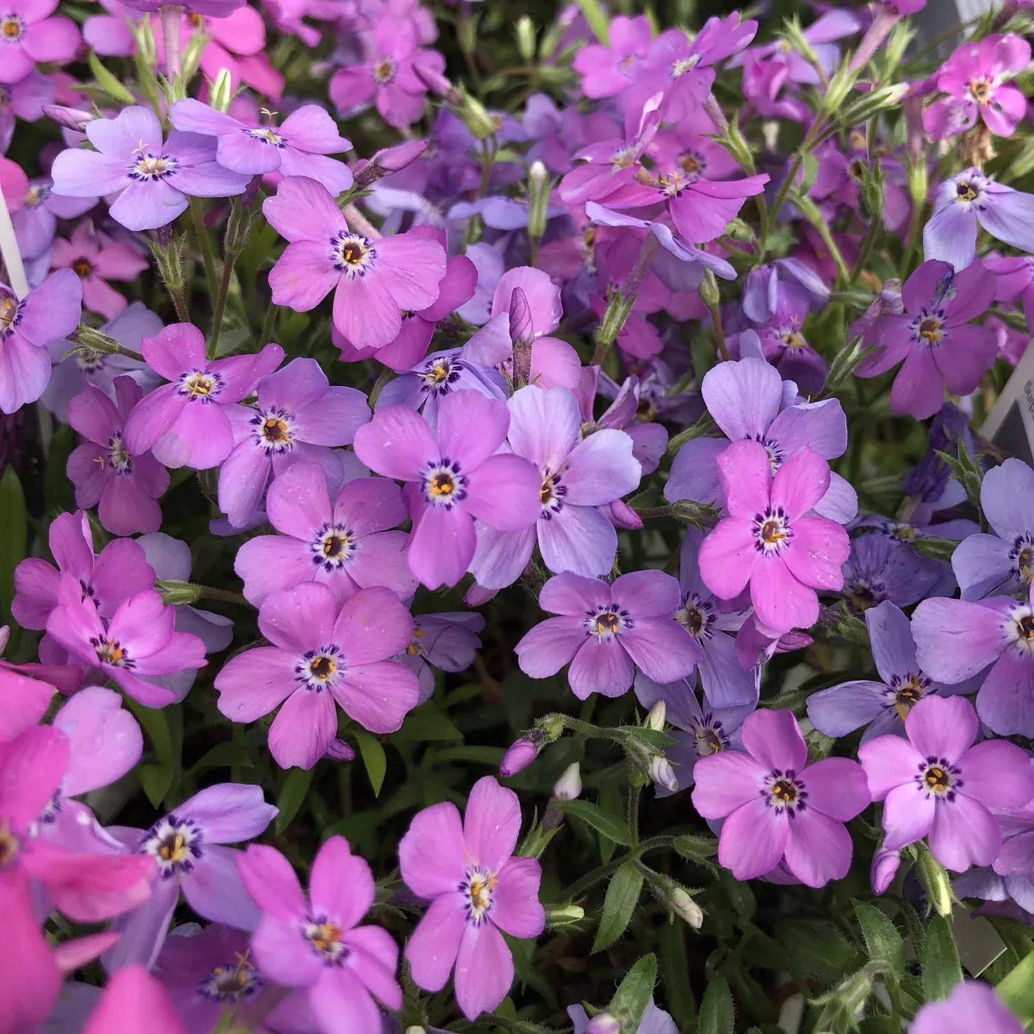 'Purple Sprite' Hybrid Spring Phlox