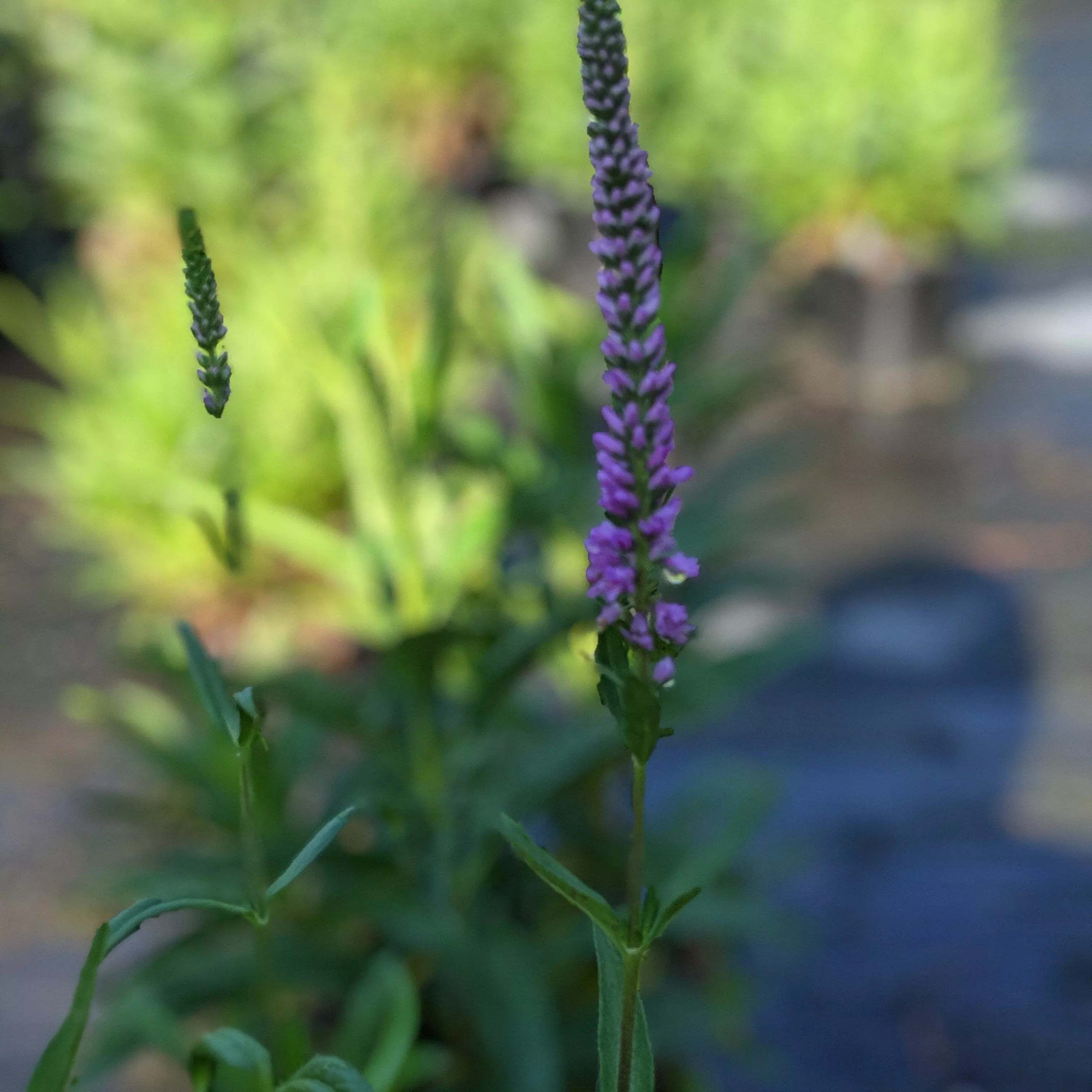 Purpleicius Speedwell