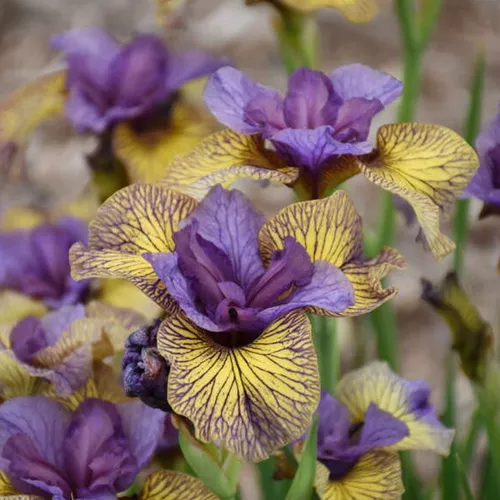 'Purring Tiger' Siberian (Iris)