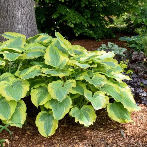 PW Shadowland Seducer Hosta