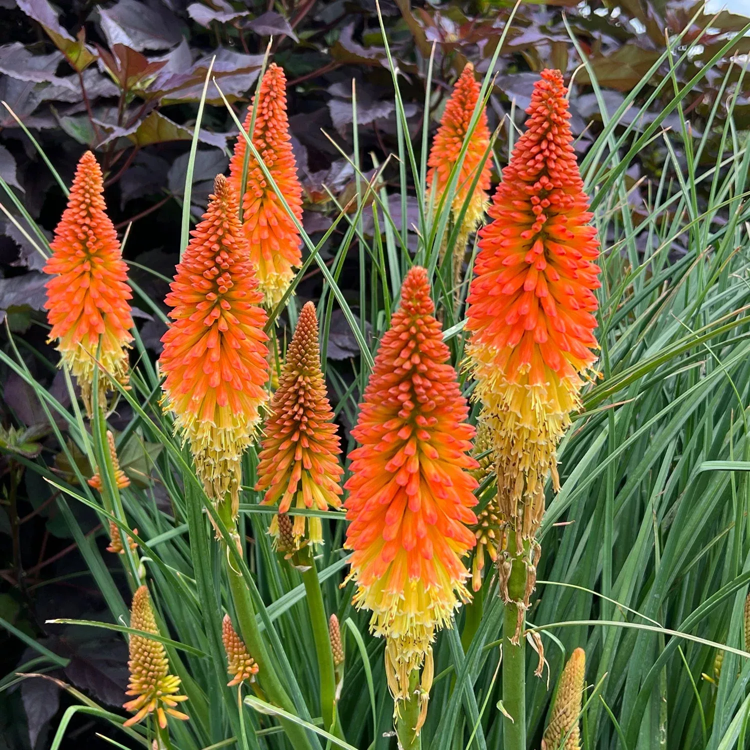 Pyromania 'Backdraft' Kniphofia