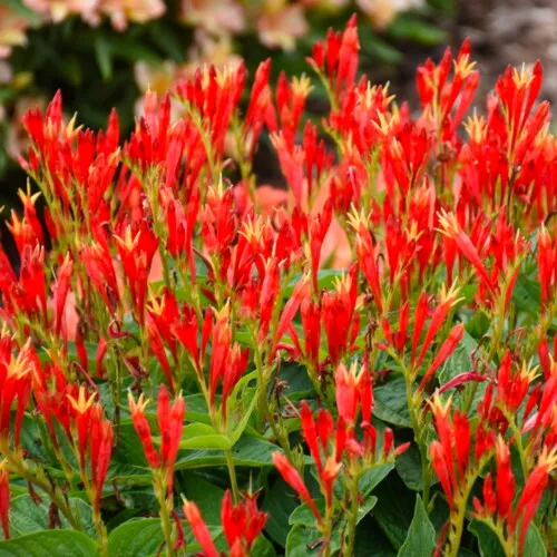 'Ragin Cajun' Spigelia