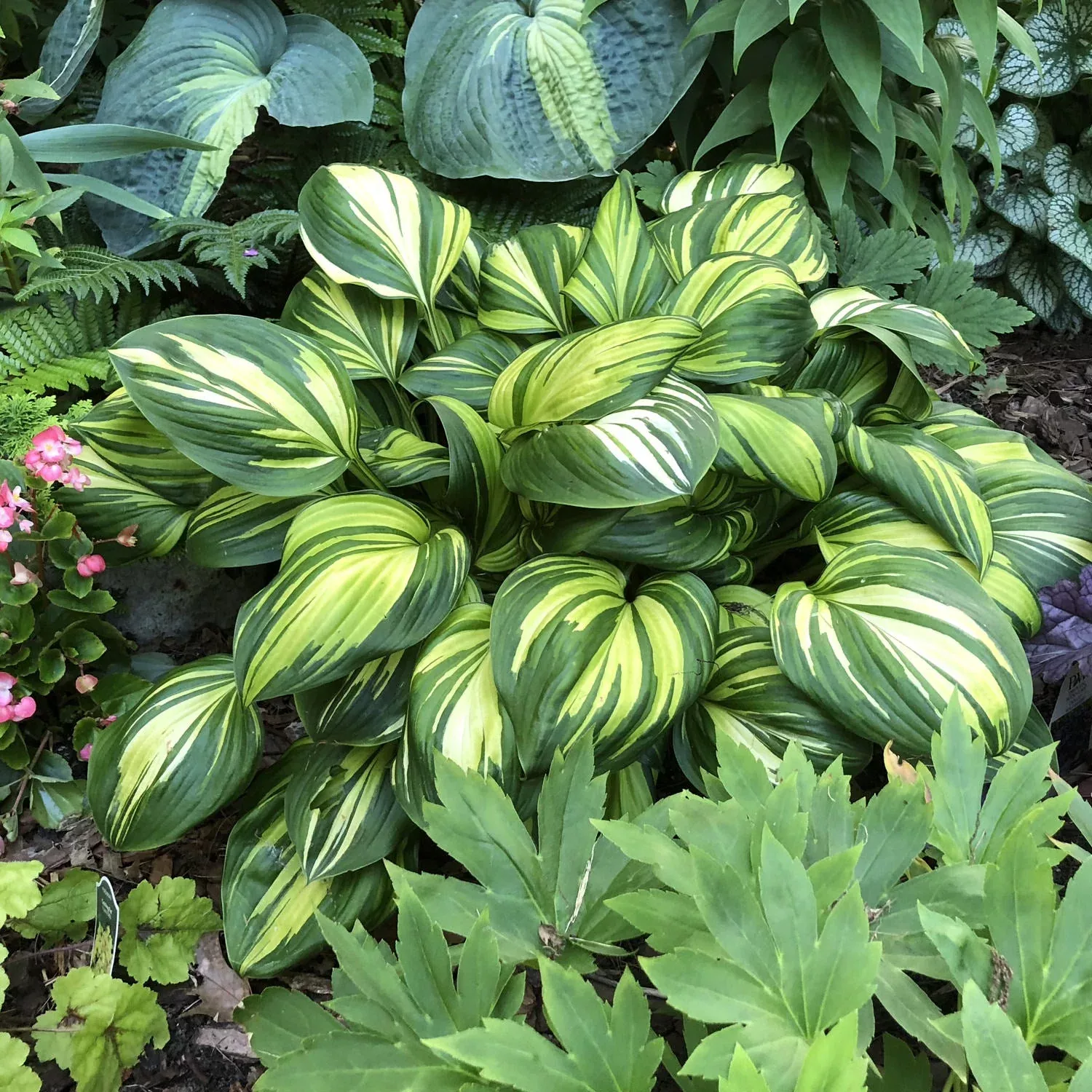 'Rainbow's End' Hosta