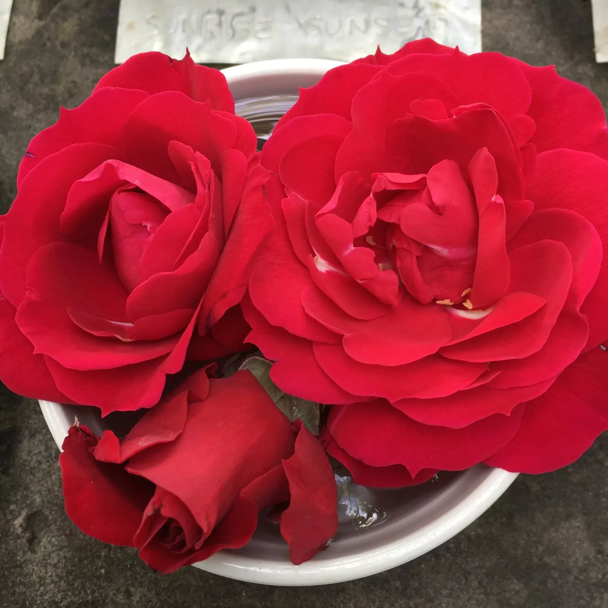 Ramblin' Red Rose