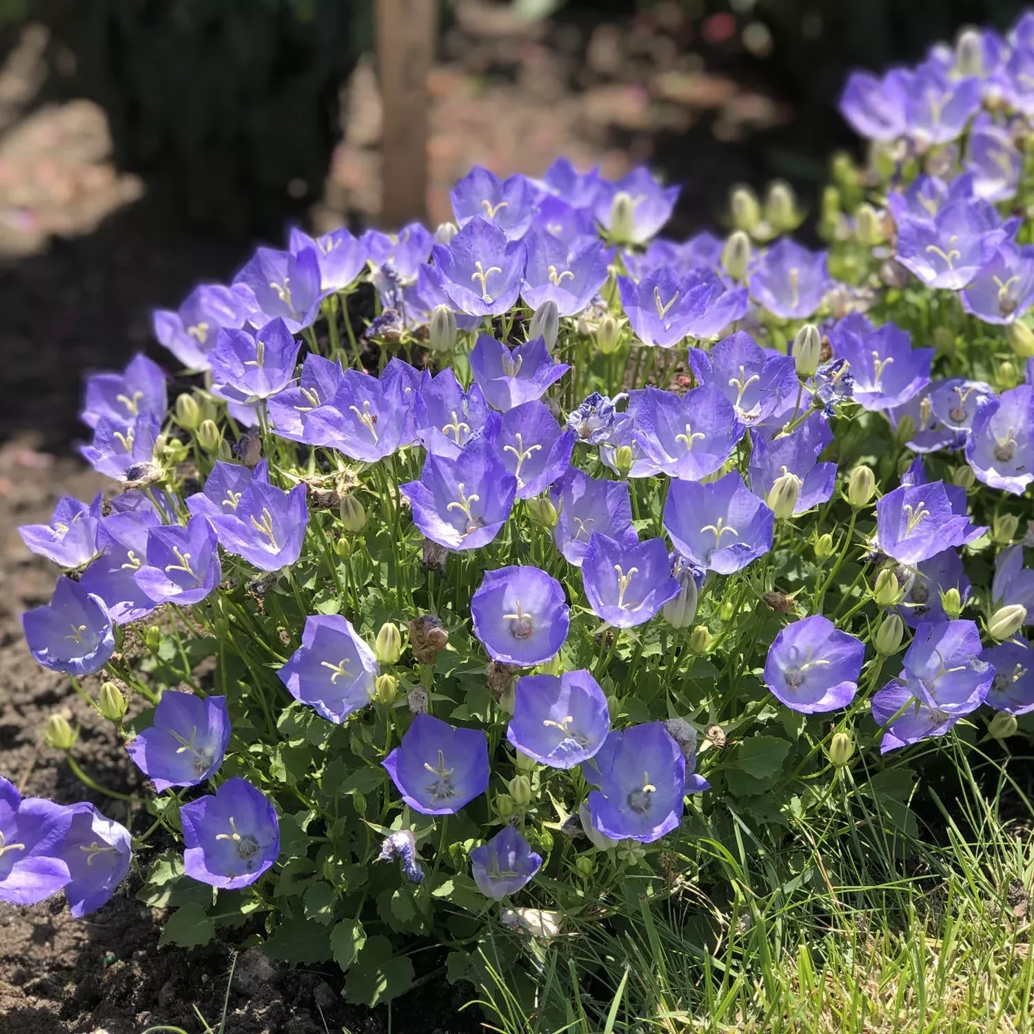 'Rapido Blue' Bellflower (Campanula)