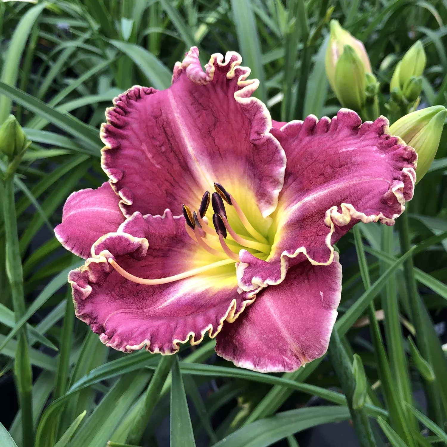 'Raspberry Eclipse' Daylily (Hemerocallis)