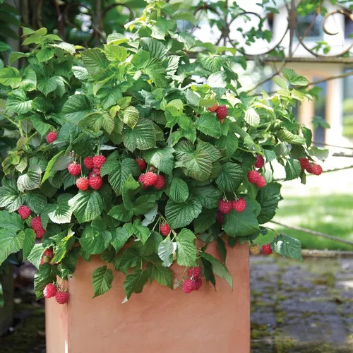 Raspberry Shortcake Raspberry