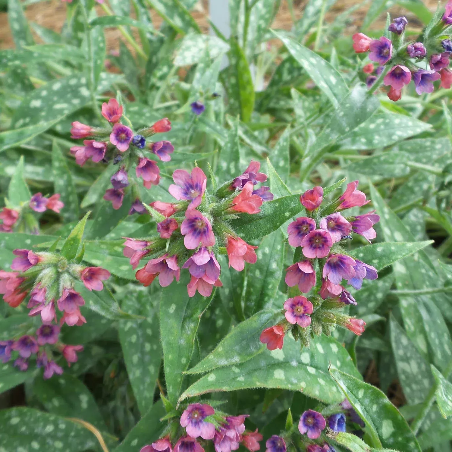 'Raspberry Splash' Lungwort (Pulmonaria)