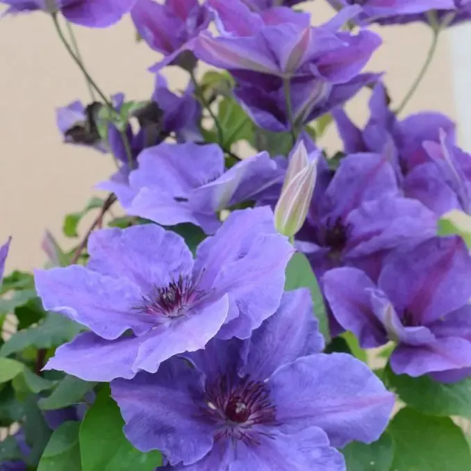 Ravel Clematis