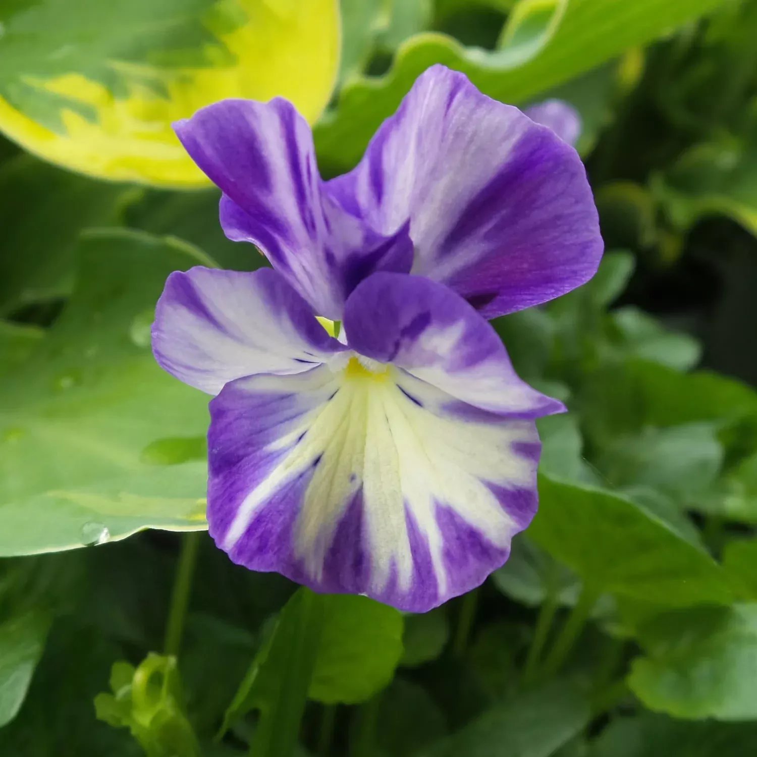 'Rebecca Cawthorne' Perennial Violet (Viola)