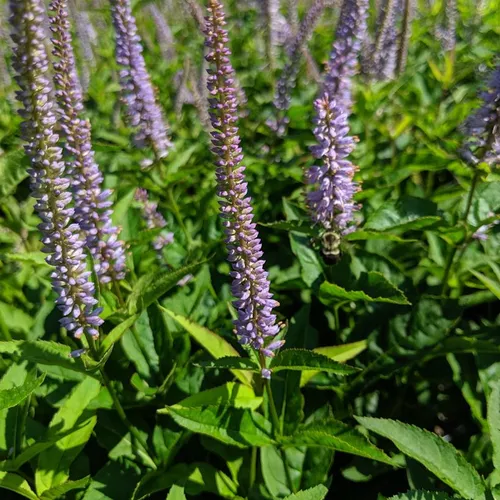 Red Arrow Veronicastrum Virginicum