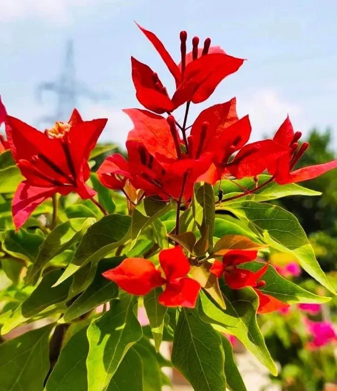 Red Bougainvillea Live Plant Starter – 2-Pack, 4-6″ Tall, Drought Tolerant Outdoor