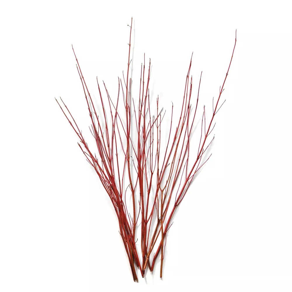 Red Dogwood