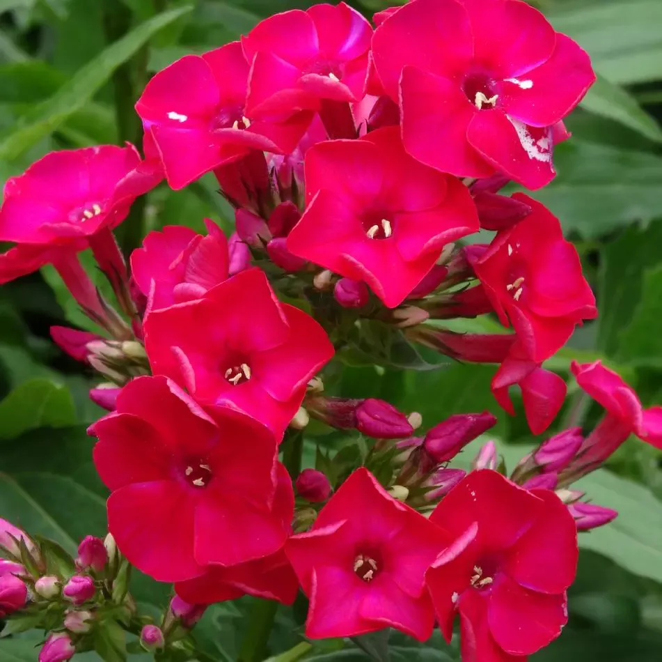 Red Flame Dwarf Garden Phlox