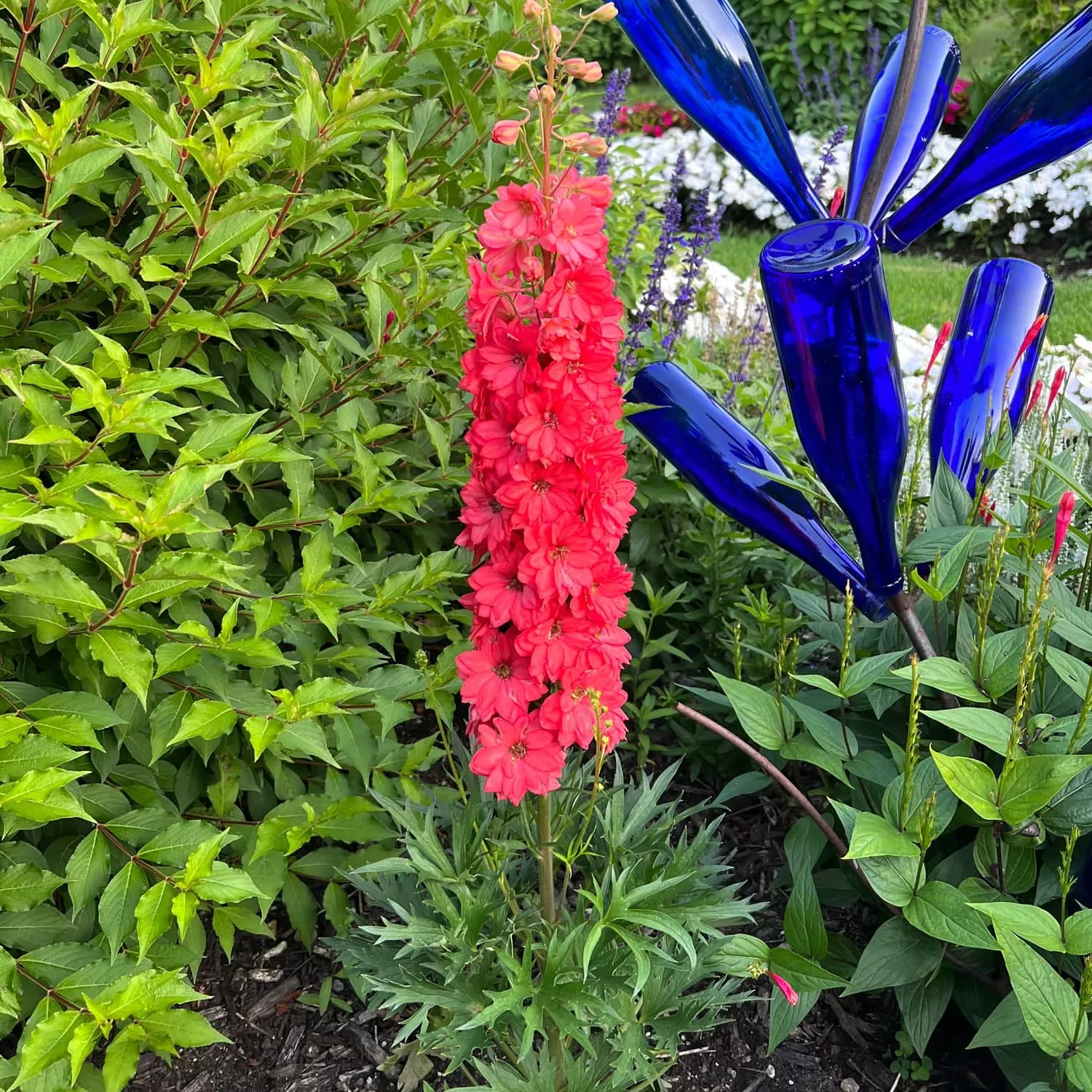 'Red Lark' Hybrid Delphinium