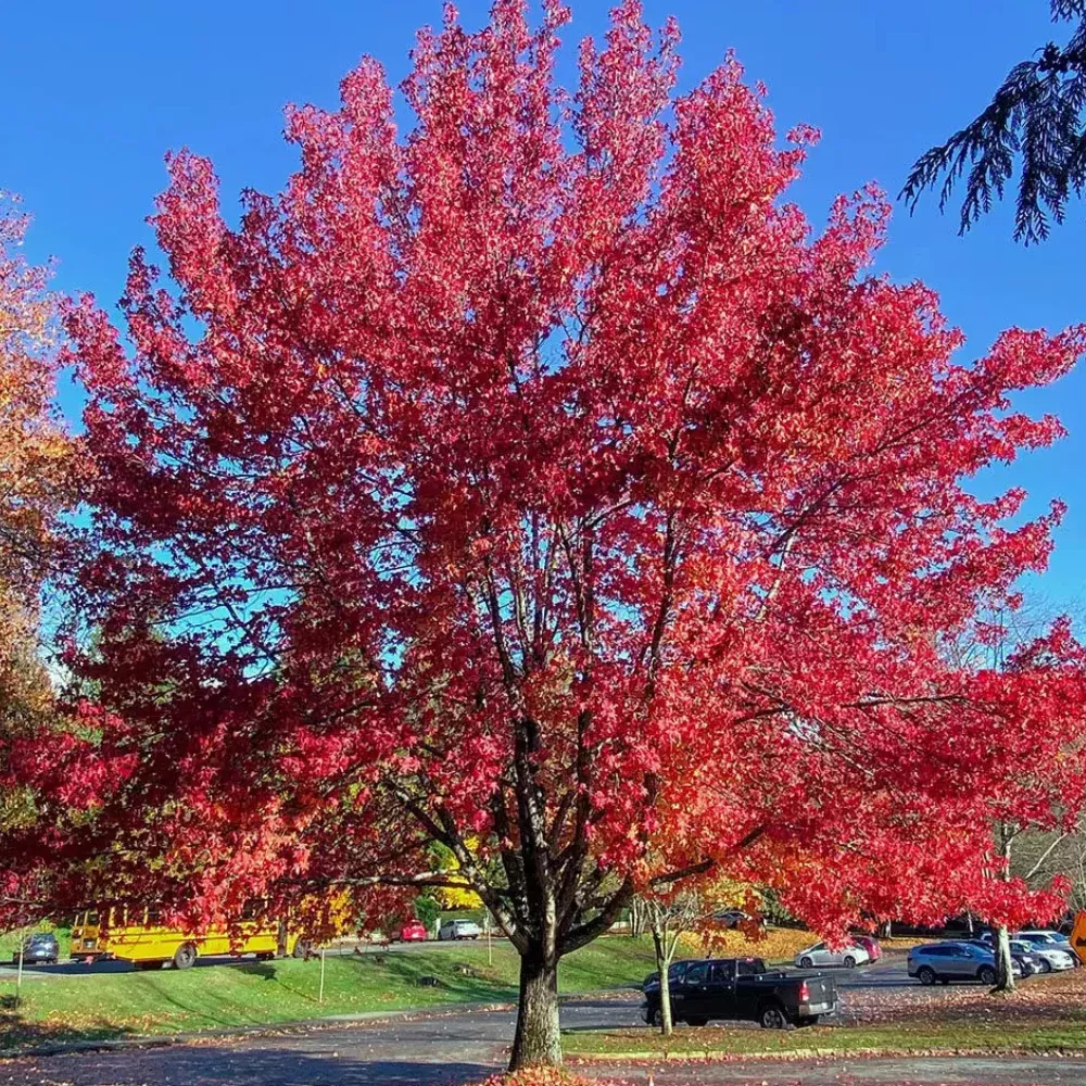 Red Maple, Brandywine #10
