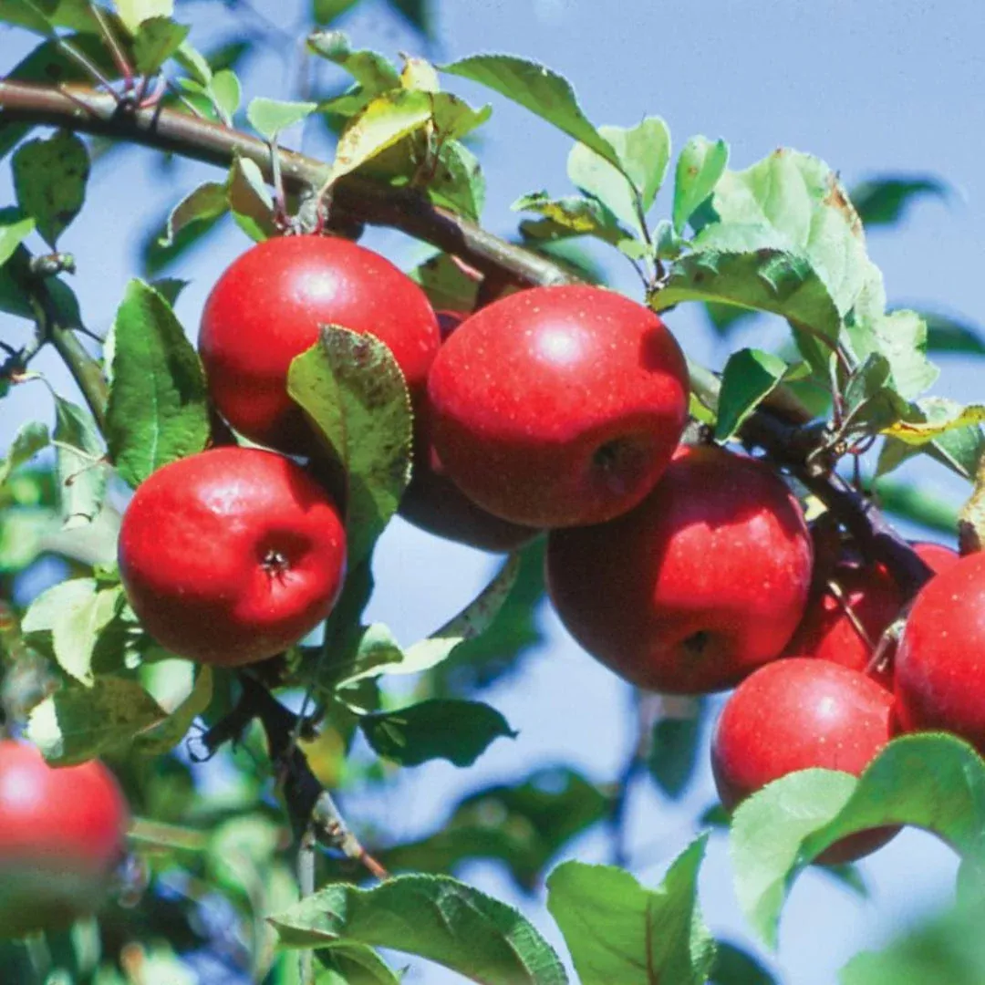Red Rome Beauty Apple Tree – Classic Red Ba | Pixies Gardens
