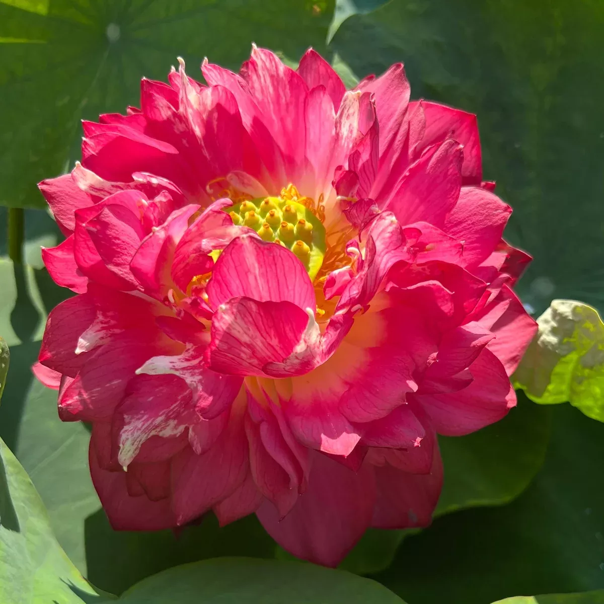 Red Symphony - Eye Candy!