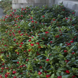 Reeves Skimmia