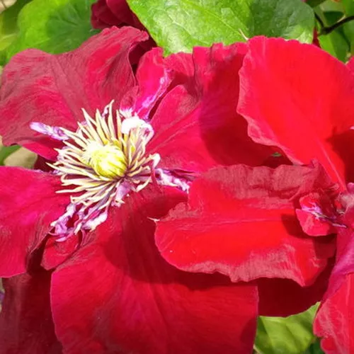 Regal Charmaine™ Clematis