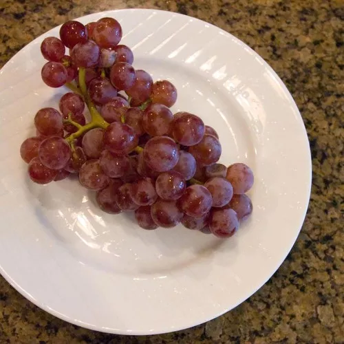 Reliance Grape Vine