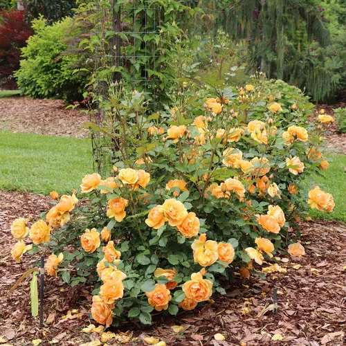 Reminiscent™ Ginger Rose