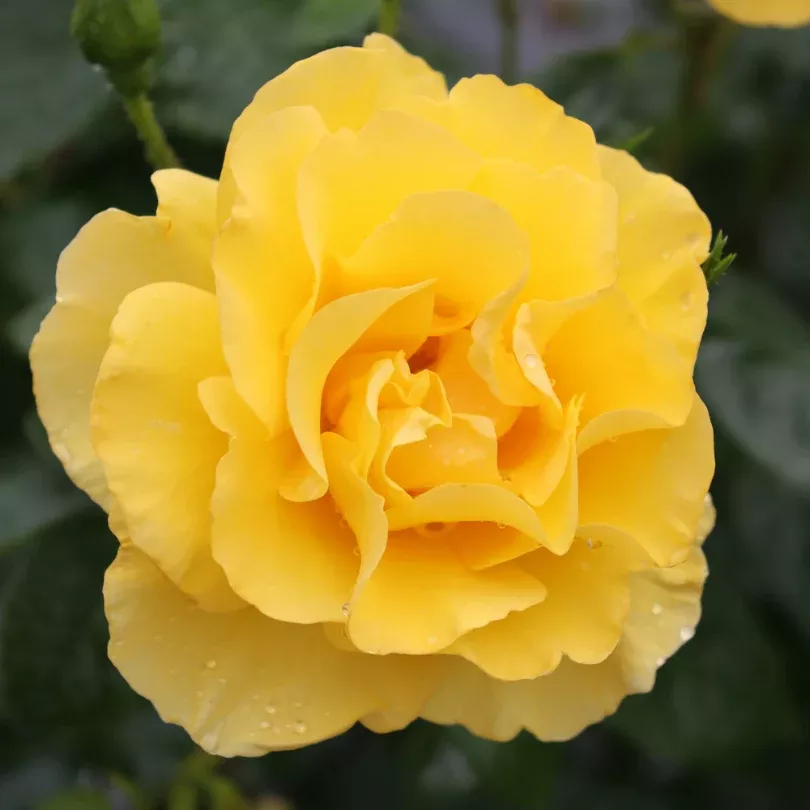 Reminiscent Yellow Rose
